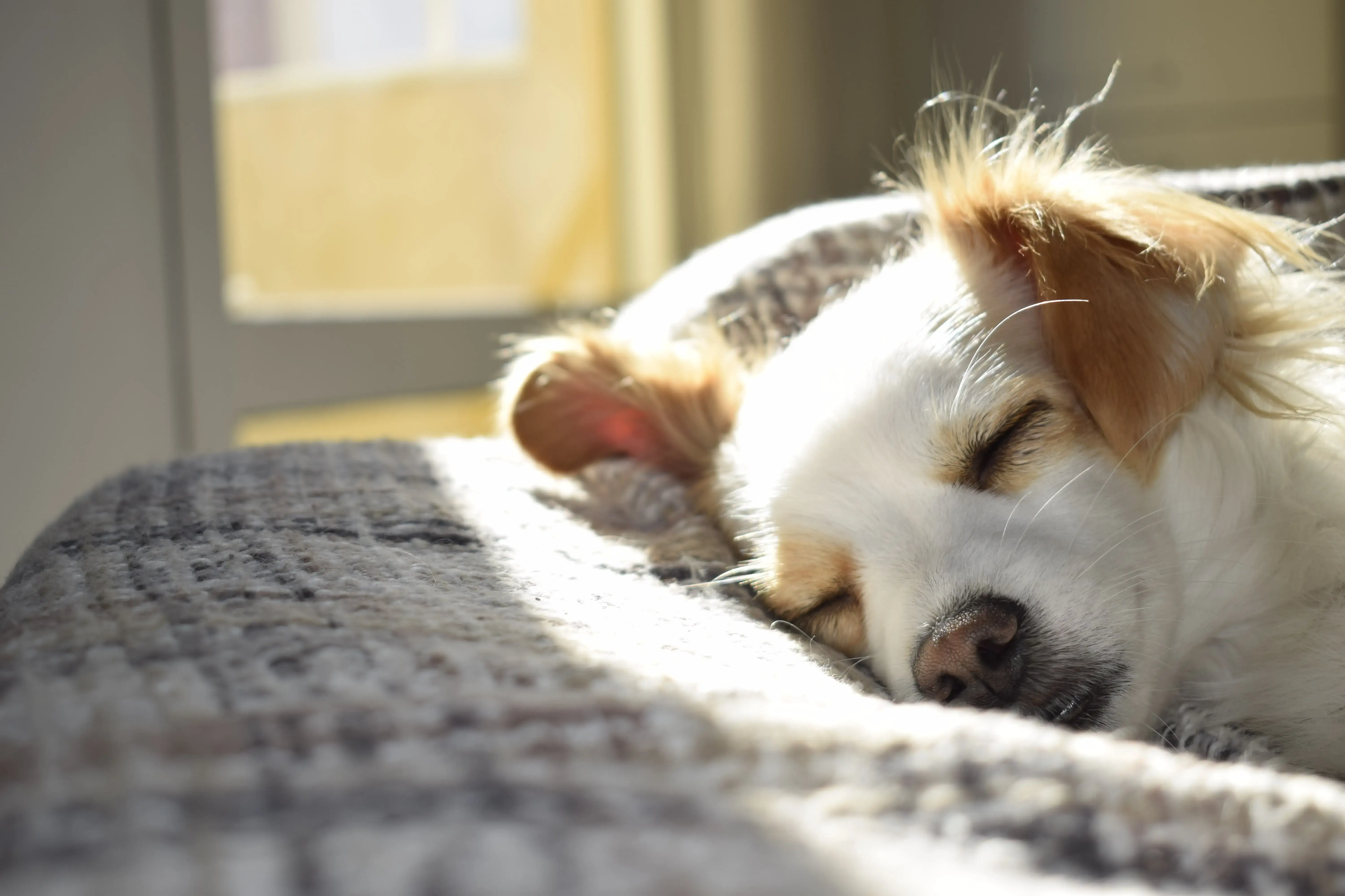 Emotional Support Dog For Renters